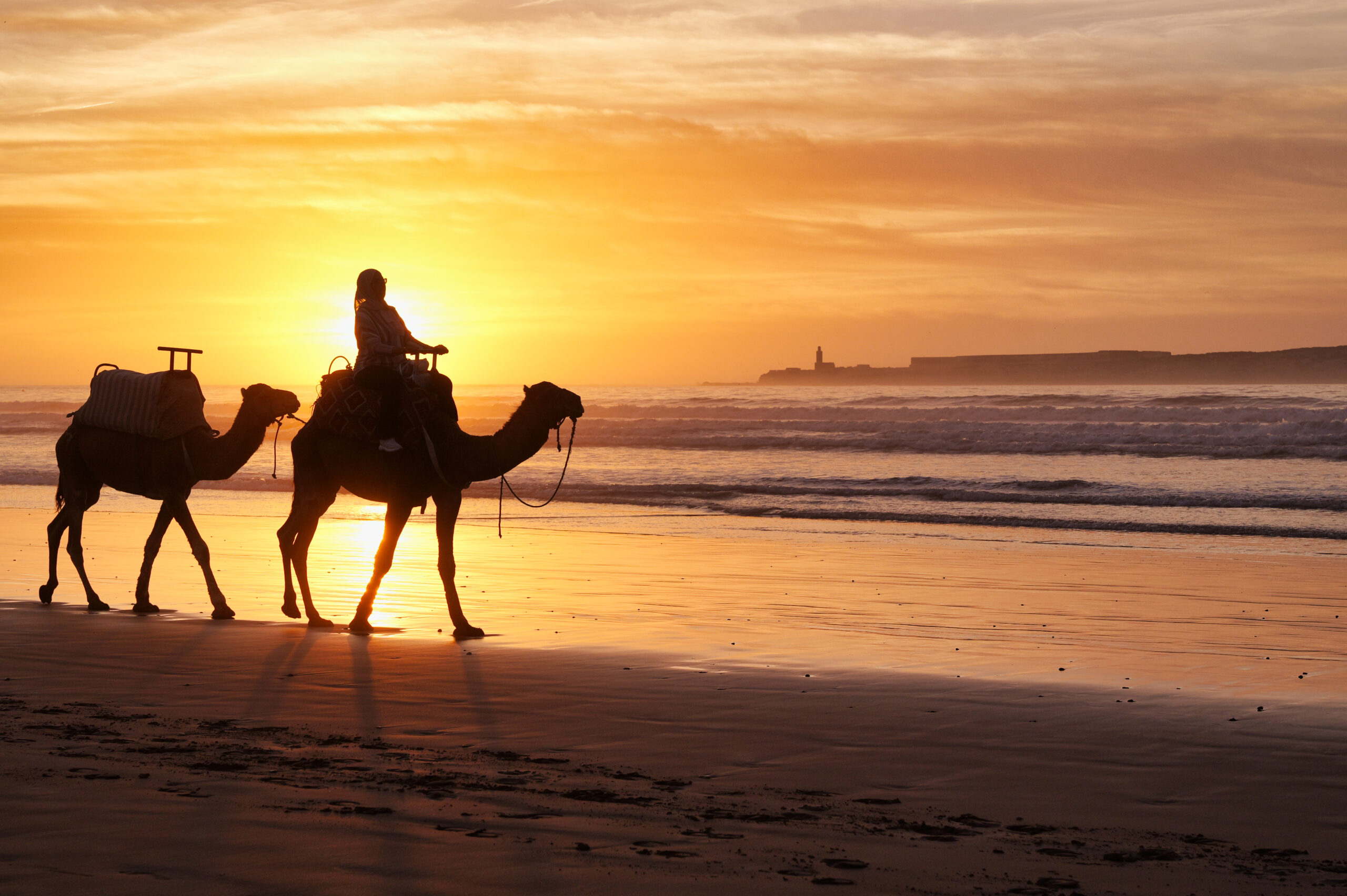 Chameau Essaouira - Holy Essaouira